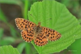 <p>PERLEŤOVEC NEJMENŠÍ (Boloria dia) ---- /Weaver's fritillary - Magerrasen-Perlmutterfalter/</p>